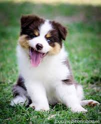 Black And Brown Border Collie Puppy Chocolate Tri Colour Puppy Border Collie Puppies Brown Border Collie Puppies