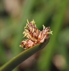Image result for Schoenoplectus sp.no.3