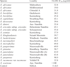Image result for Eriocephalus microphyllus