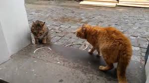Arg Katter Arg Katter Videor 2015 Youtube