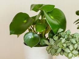 Peperomia (radiator plant) is one of the two large genera of the family piperaceae. How To Take Care Of A Peperomia Plant With Pictures Smart Garden Guide