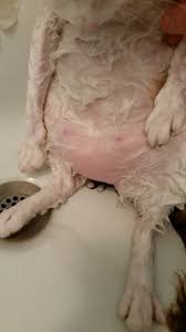 According to petcentral.com, having a feline sterilized will cause a how your cat's saggy belly serves their bodies functions. Two Symmetrical Lumps On Belly Thecatsite