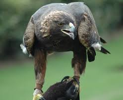 bald eagle vs golden eagle difference between