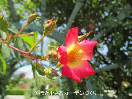「カクテル 薔薇」の画像検索結果