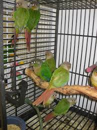 How To Breed Green Cheek Conures | Pets On Mom.Com