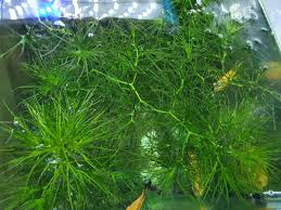 Image result for Najas graminea