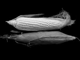 Download hd black wallpapers best collection. Hd Wallpaper Grayscale Photo Of Corn On Black Surface Sweet Corn Cob Vegetable Wallpaper Flare