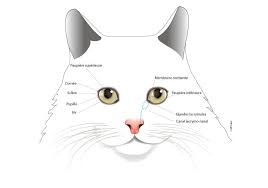 Le chat qui a faim est facilement reconnaissable : Conseil Veterinaire Blog Soins Yeux Chat Soins Occulaire Chat Soin Vision Du Chat Vision Du Chat Oeil Du Chat Yeux Rouges Chat Collyre Chat Yeux Sales Chat Soigner Yeux Chat