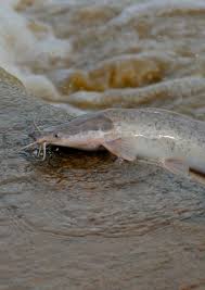 Image result for Rhynchosia alluaudii