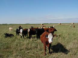 Gastric dilation and volvulus (gdv) is an enlargement of the stomach associated with rotation on the mesenteric access. Prevention Of Pasture Bloat In Cattle Grazing Alfalfa Manitoba Agriculture Province Of Manitoba