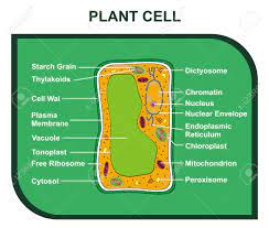 Maybe you would like to learn more about one of these? Vector Cross Section Of Plant Cell Including All Parts Cell Wall Ribosomes Plasma Membrane Chromatin Nucleus Chloroplast Reticulum Mitochondrion Helpful For Education Schools Royalty Free Cliparts Vectors And Stock Illustration Image 71587515