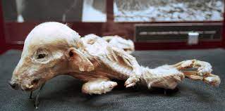 The animals of chernobyl survived against all odds. Chernobyl Mutations Animals And Humans Chernobyl Disaster