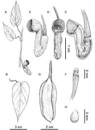 10 năm sau sự việc đó, cậu rời quê mình và kiếm đủ 10 thành viên để thành một băng hải tặc, biệt hiệu hải tặc mũ rơm. Taxonomic Studies On The Genus Isotrema Aristolochiaceae From China Ii I Brevilimbum Aristolochiaceae A New Species From Guizhou China
