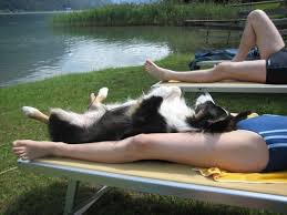 Traumhaus Mit Eingezaunten Garten Seeblick Zum Ledrosee Hund Reisen Ferienhaus Mit Hund Deutschland Ferienhaus Am See