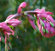 Image result for Beschorneria sp. (Biegel 5357)