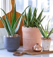 It is a common houseplant spread over madagascar. Best Succulents To Grow Indoors Better Homes Gardens
