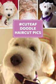 Goldendoodle eyelashes, should you cut them? Doodle Haircuts To Swoon Over Tons Of Pictures