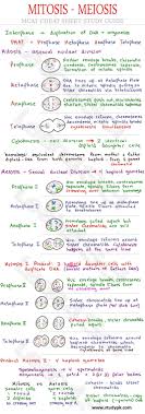 Future Tech Mitosis Meiosis Study Guides Mitosis And Meiosis Study Guides Mitosis Worksheet Mitosis Ap In 2020 Biology Lessons Biology Notes Teaching Biology