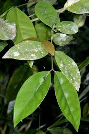 Image result for Garcinia volkensii