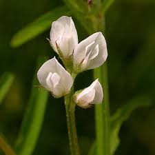 Image result for Vernonia hirsuta