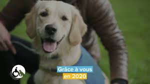 Maybe you would like to learn more about one of these? Bordeaux Des Familles D Accueil Recherchees Pour Eduquer Des Chiots