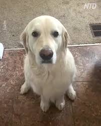 Golden Retriever Dog Apologises To His Brother For Stealing His Chewy
