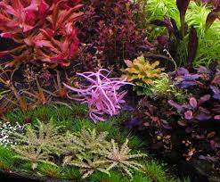 Image result for Hygrophila cataractae
