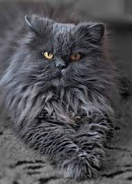 Akvarel Lensart Ru Cats Persian Cat Grey Cats