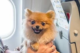 The negative sides to your emotional support cat or emotional support dog might be completely objective. What Are The Rules For Having Emotional Support Animals On Flights