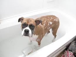 As you go, keep an eye out for. How To Tell If Your Dog Has Fleas 6 Simple Ways To Find Out For Sure