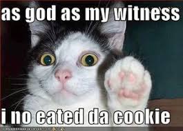 Image result for lolcats