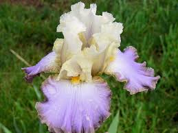 Tb Iris Hotel Rwanda Bianco 2011 Fiori