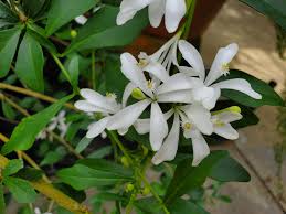Image result for Murraya paniculata