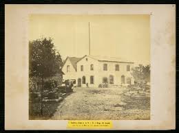 Image result for Englerina subquadrangularis