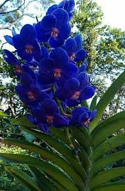 Check spelling or type a new query. 54 Rare Orchids Ideas Orchids Rare Orchids Beautiful Orchids