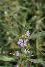 Image result for Hygrophila schulli