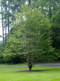 Tree Identification Parrotia Persica Persian Parrotia Persica Shade Trees Tree Identification