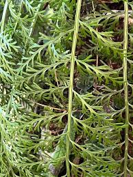 Image result for Asplenium rutifolium