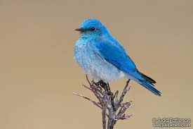 Blue Birds Native To Colorado Mountain Bluebird Sialia Currucoides In Colorado Blue Bird Birds Bird Feathers