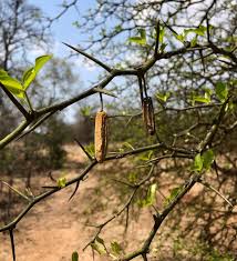 Image result for Balanitaceae