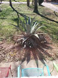 Previously it belonged to family. My Wife I Were Told This Was Either An Aloe Vera Or Agave Plant I Know It Is From The Cactus Family Please Advise Thanks Whatsthisplant