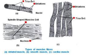 Biology locomotion & movement part 6 (skeletal muscle structure: Cbse Class Ix 9th Science Chapter 6 Tissues Lesson Exercises Cbse Master Ncert Textbooks Exercises Solutions