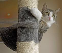 Maybe you would like to learn more about one of these? Am I A Bad Pet Owner If I Don T Want Cat Furniture All Over My House