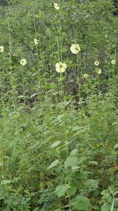 Image result for Hibiscus mastersianus