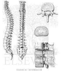 What am i doing wrong? Welcome To Netter Images