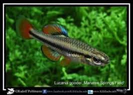 Image result for Agelanthus sp. aff. A. brunneus