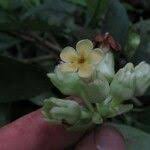 Image result for Voacanga bracteata