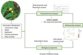 Image result for Sida acuta