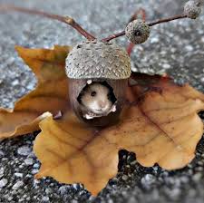 Oh My Goodness Awwwww Tiere Susse Tiere Susse Tiere Bilder