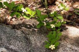 Image result for Triaspis macropteron